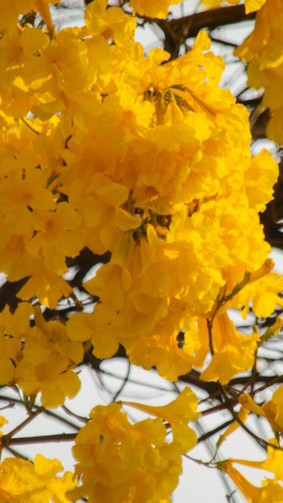 O ipê-amarelo floresce em um período específico, destacando-se pela beleza de suas flores, que atraem diversos polinizadores.