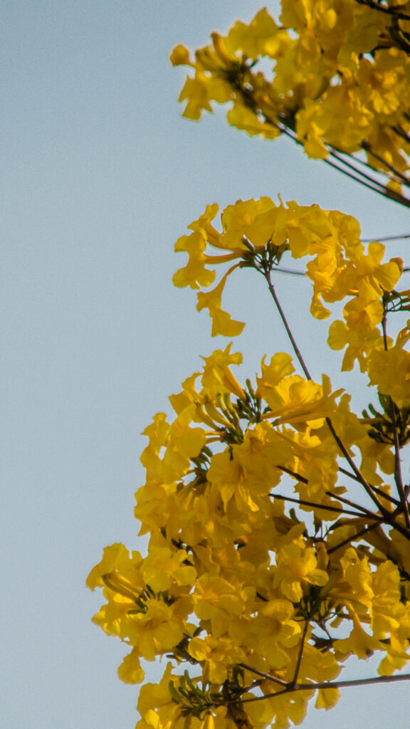 As flores do ipê-amarelo cobrem toda a árvore, a ponto de não haver folhas durante esse período.