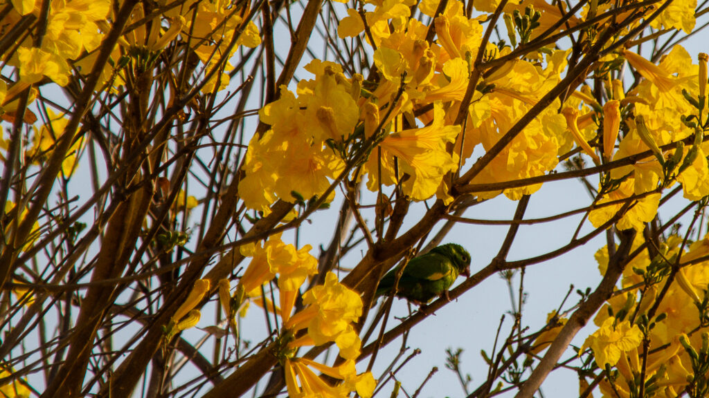 O periquito-verde é atraído pelo ipê-amarelo devido ao seu perfume.