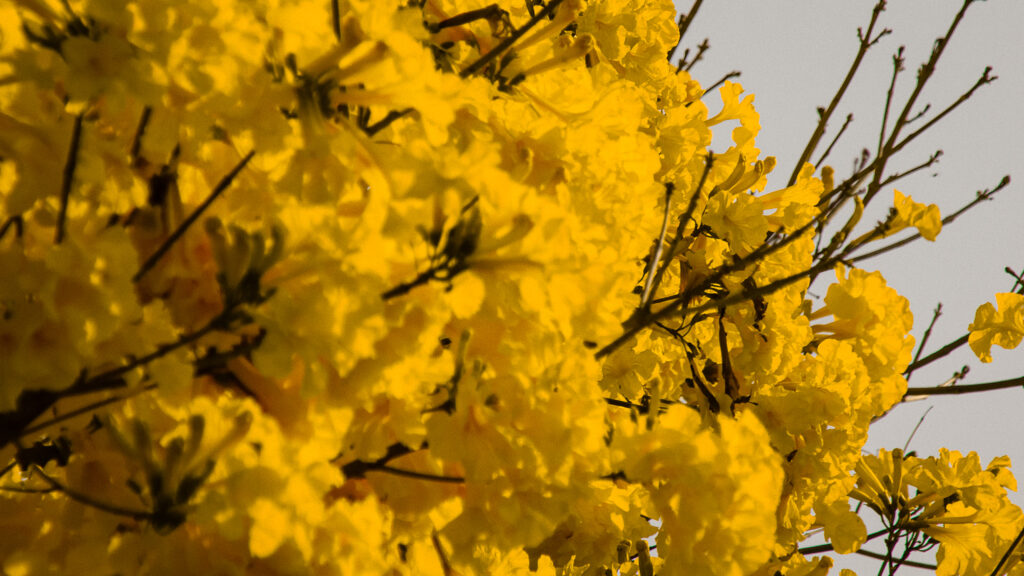Suas flores vibrantes e sua capacidade de florescer em condições adversas fazem dele um ícone admirado na natureza.