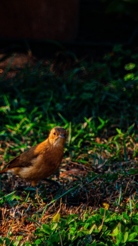 O joão-de-barro se movimenta entre as sombras do ipê-amarelo, procurando pequenos insetos e invertebrados atraídos pelas flores.