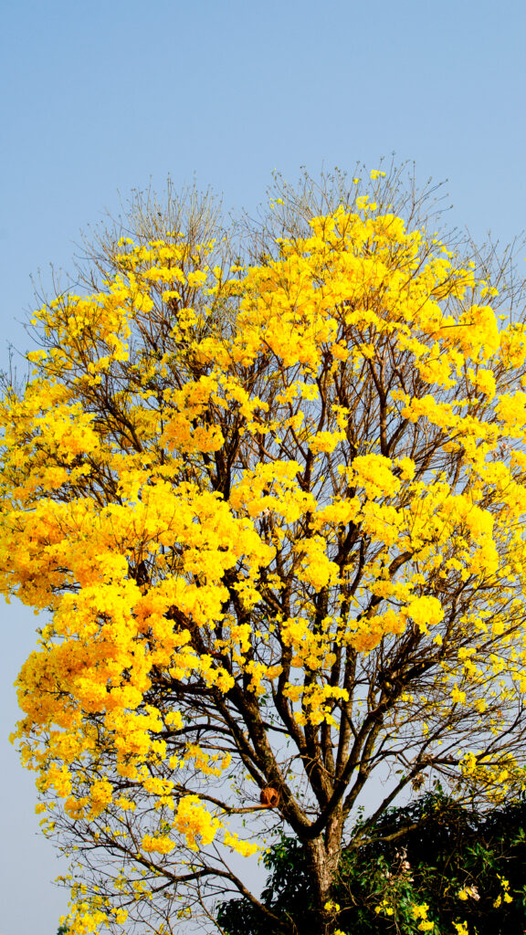 Uma época maravilhosa para se plantar um ipê-amarelo