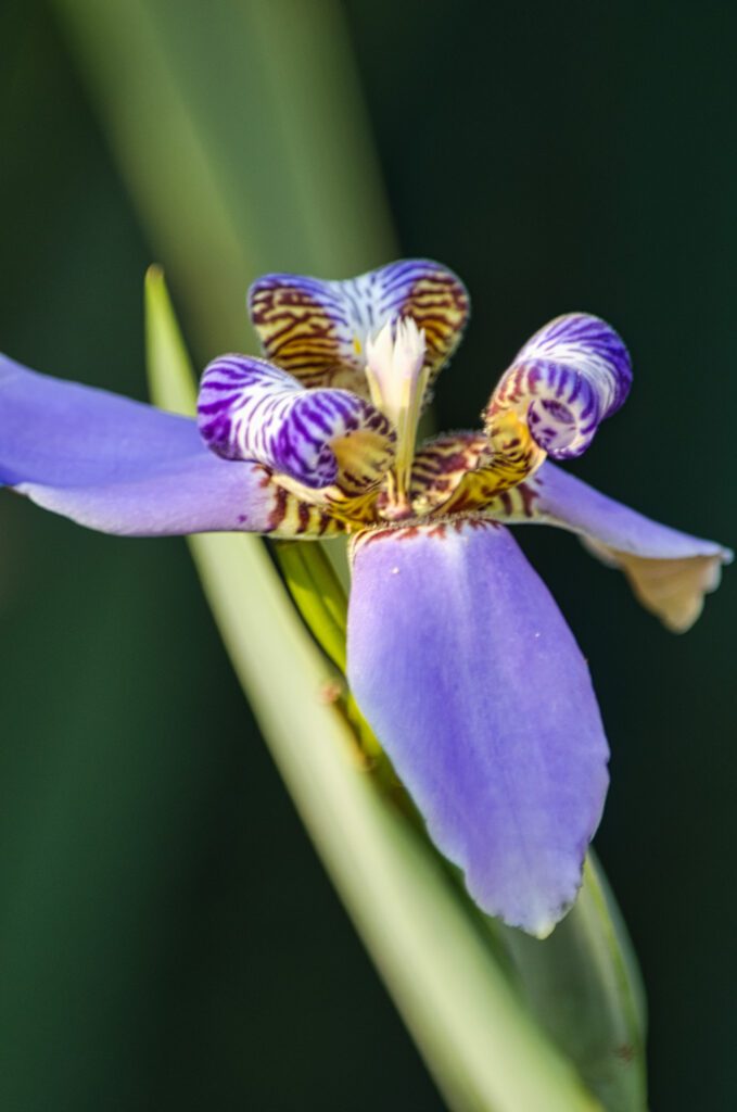As pétalas apresentam padrões detalhados, que podem incluir linhas e manchas, adicionando à complexidade visual da flor.