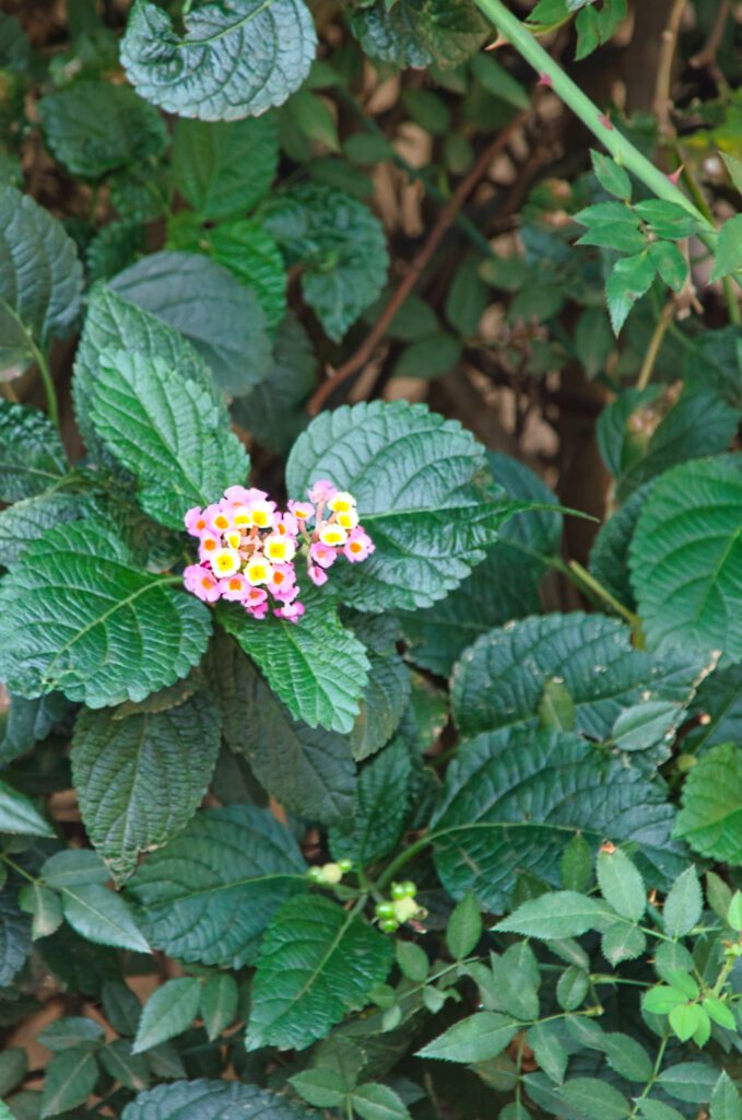 A imagem mostra um aglomerado de pequenas flores com pétalas cor-de-rosa e centros amarelos, cercadas por grandes folhas verdes com veias proeminentes. As flores são delicadas e formam um belo contraste com o verde vibrante das folhas. Este tipo de flor é conhecido como cambará ou Lantana camara, e é frequentemente encontrado em ambientes tropicais. A combinação de cores vivas e a disposição das flores em cachos tornam esta planta atrativa.