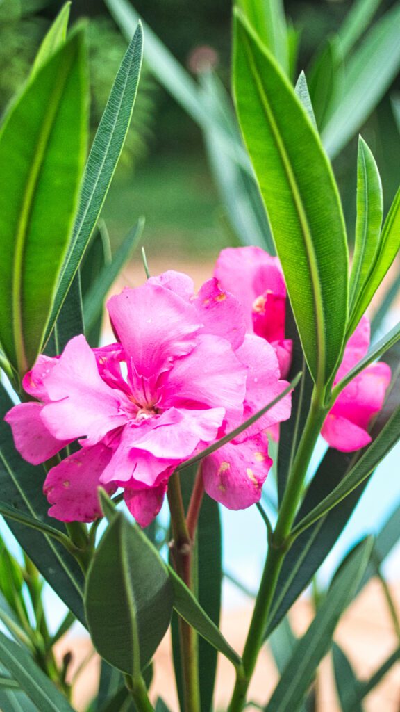As flores do oleandro destacam-se como uma de suas características mais encantadoras. Com suas pétalas vibrantes e cores variadas, elas capturam a atenção e adicionam um toque de elegância a qualquer paisagem.