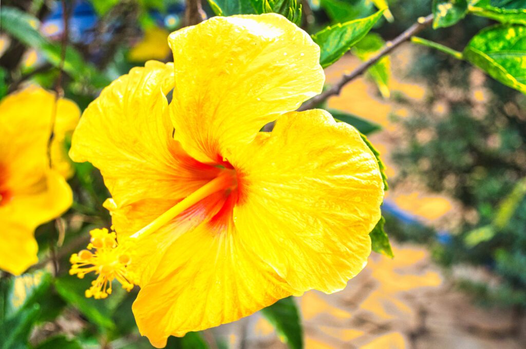 As flores das Magnoliopsidas são verdadeiras maravilhas naturais, exibindo uma beleza e complexidade que rivalizam com as criações artísticas mais impressionantes.