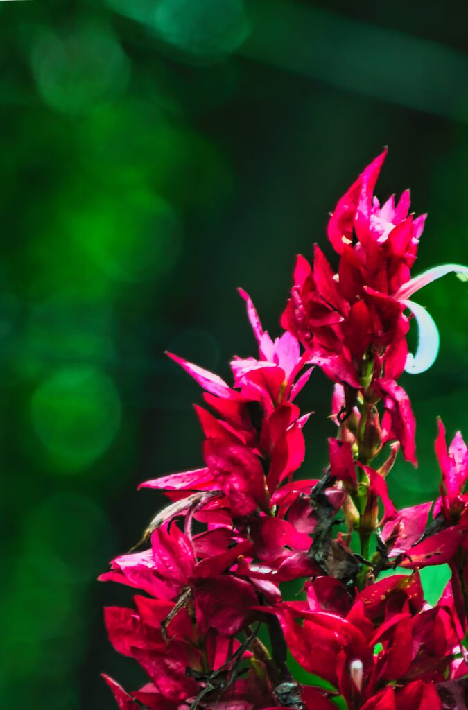 As flores da sálvia vermelha são incrivelmente cativantes e trazem uma explosão de cor a qualquer jardim.
