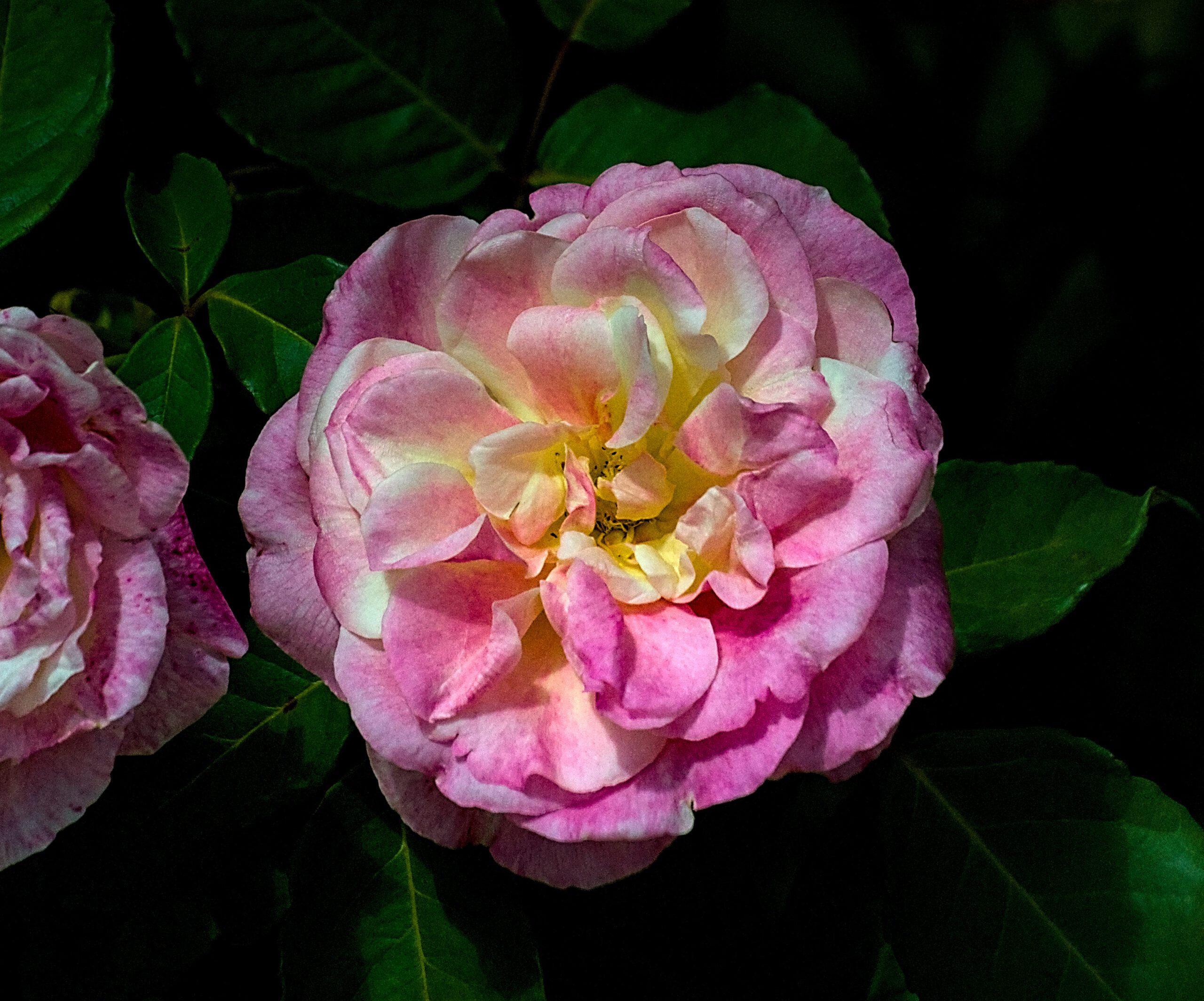 As flores da Rosa chinensis são conhecidas por sua beleza e variedade de cores, incluindo rosa, vermelho, branco e amarelo. Ela é conhecida por sua capacidade de florescer durante todo o ano em climas adequados.