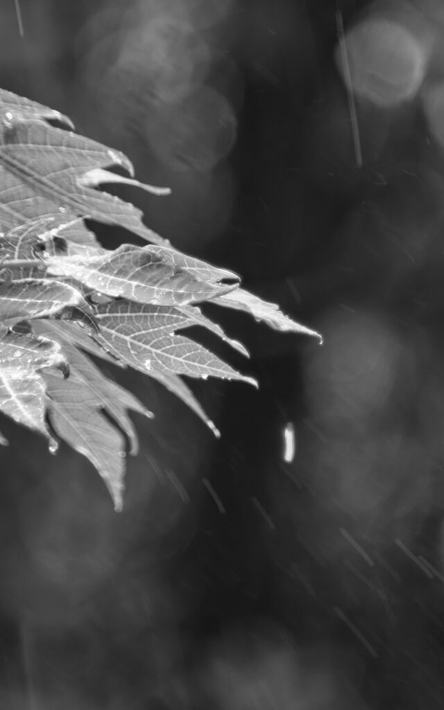 A fotografia retrata folhas de planta adornadas por gotículas de água, sugerindo uma chuva recente. As folhas, nítidas em primeiro plano, contrastam com o fundo suavemente Desfocado, criando um efeito bokeh, as nervuras das folhas destacam-se contra um fundo escuro. A opção pelo preto e branco acentua os contrastes e a textura das folhas e das gotas.