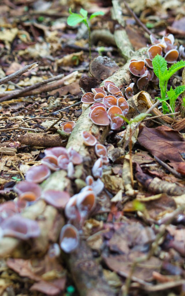 Minúsculos fungos de cor marrom-alaranjada adornam um galho caído na terra da floresta. Suas formas, que evocam taças ou orelhas com margens brancas, ressaltam-se em meio às folhas secas, galhos e vegetação baixa. Ao seu redor, brotam pequenas plantas verdes junto ao tronco. Esta cena destaca a estética singular dos fungos e sua função essencial na decomposição da madeira, um elo crítico para o ciclo de nutrientes no ecossistema florestal.