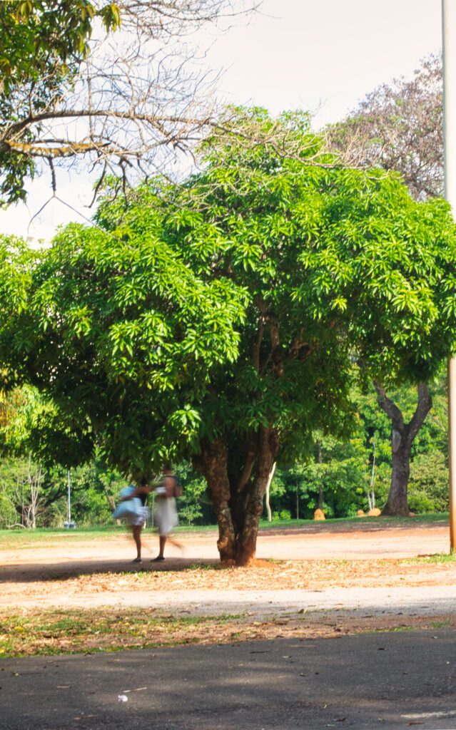 A paisagem natural, cheia de árvores verdejantes e iluminada por uma luz delicada, junto com as pessoas que passeiam, transmite uma sensação de movimento, evolução e a perpetuação da vida. Essa cena encapsula a essência do reencontro com a natureza e com aqueles instantes simples, mas significativos, da rotina diária.