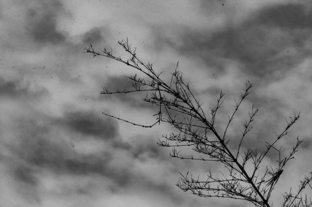 Os delicados e frágeis galhos se destacam contra o céu que emerge por trás das nuvens densas, marcando a transição de tempos desafiantes para um futuro repleto de luz e otimismo. Eles nos lembram que, após as épocas mais obscuras, o sol inevitavelmente brilha novamente, trazendo claridade. Essa imagem é uma bela metáfora de resiliência e renovação, inspirando esperança em cada observador.