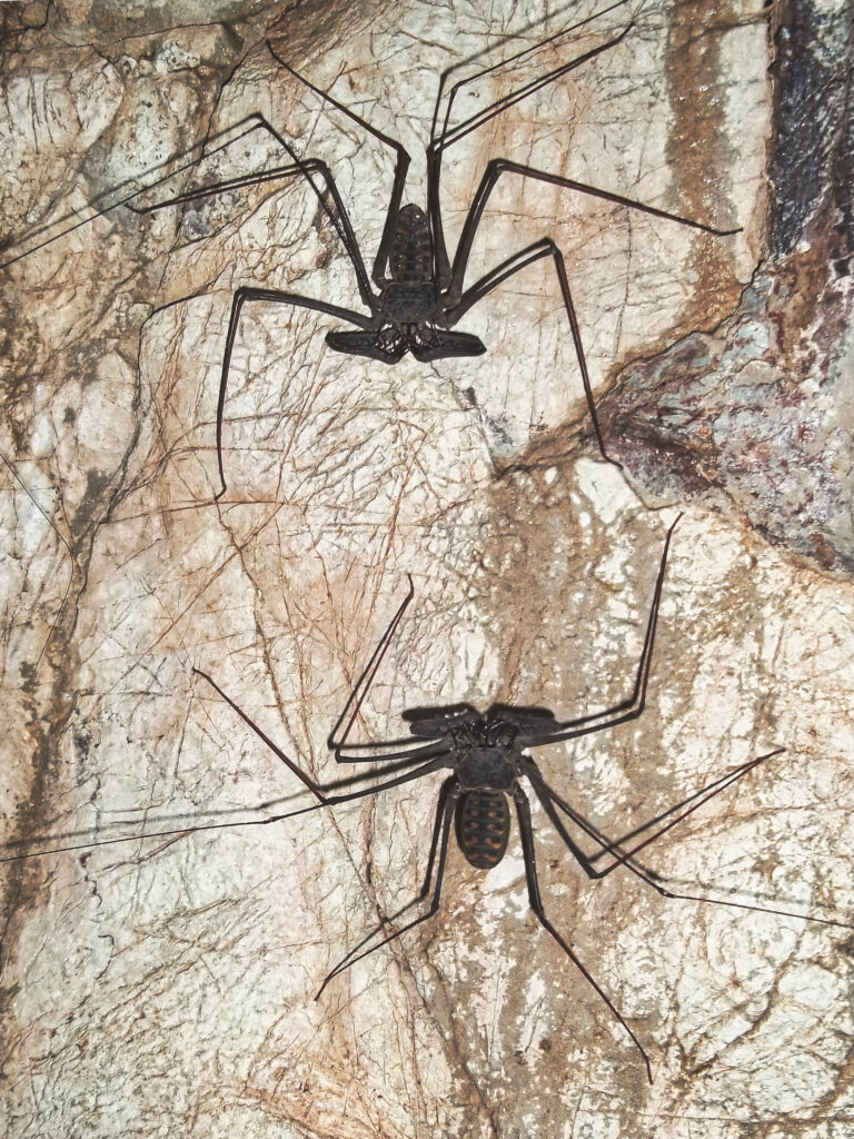 Os amblipígios, conhecidos popularmente como "escorpiões sem cauda", são invertebrados com uma morfologia distintiva. Possuem corpos achatados e pernas alongadas, sendo que as primeiras são transformadas em apêndices sensoriais extensos. Sua aparência peculiar e seus hábitos os tornam fascinantes, embora possam parecer intimidadores. No entanto, são completamente inofensivos aos humanos. Habitam principalmente regiões tropicais e subtropicais, onde se abrigam em locais como cavernas, sob rochas ou dentro de troncos.